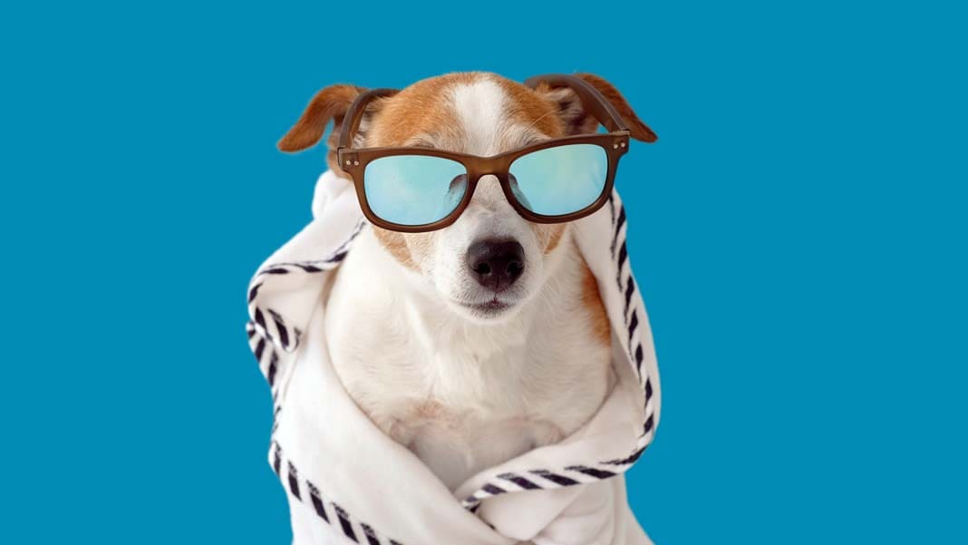 Dog in sunglasses and a robe
