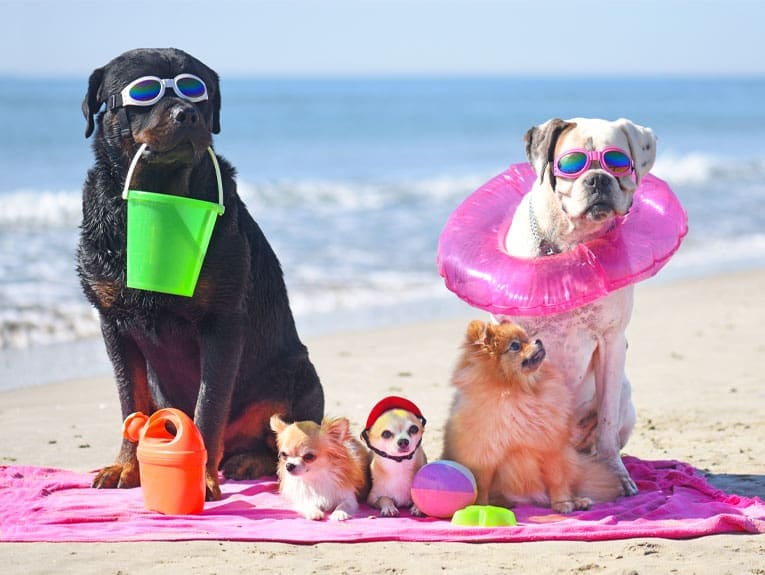 Pawsome Paradise 10 Pics of Dogs Unleashed on the Beach
