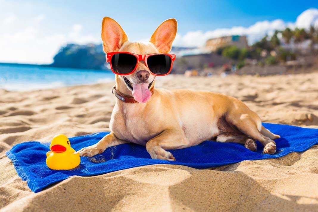dog, chihuahua, pets, puppy, dogs
