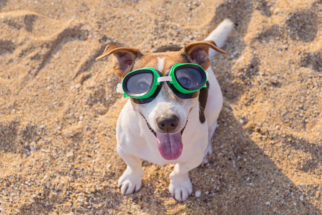 Concept of fun pastime with dog in the summertime