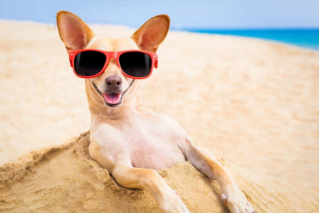 dog, chihuahua, pets, puppy, dogs