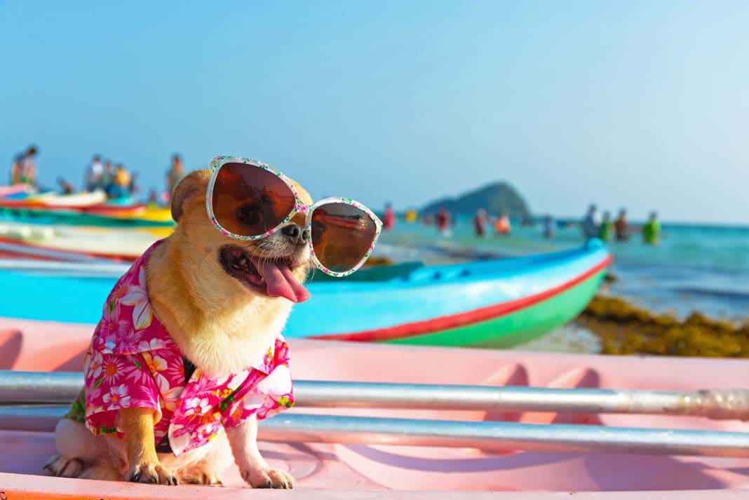dog, chihuahua, pets, puppy, dogs