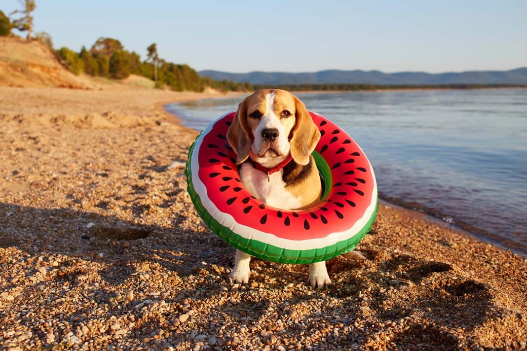 Cute beagle dog on a floating ring sits on the beach near the seashore on a sunny summer day.